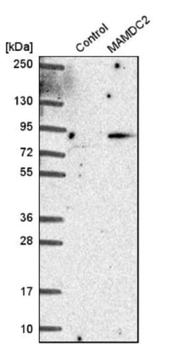 MAMDC2 Antibody, Novus Biologicals 0.1mL; Unlabeled:Antibodies, Polyclonal